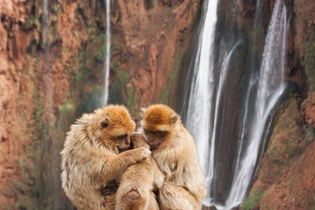Singes aux cascades d'Ouzoud
